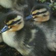 Ducklings at Abriachan Nurseries